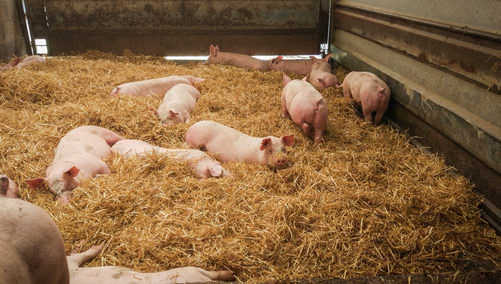 Le Porc Authentique Élevé sur Paille